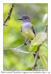 Short-crested Flycatcher