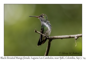 Black-throated Mango female