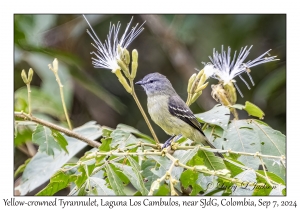 Yellow-crowned Tyrannulet