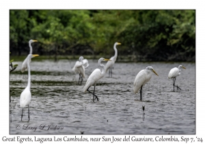 Great Egrets