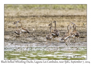 Black-bellied Whistling-Ducks