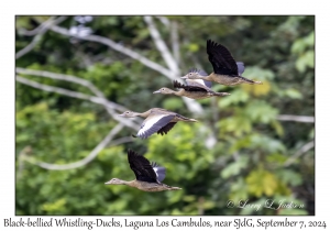 Black-bellied Whistling-Ducks