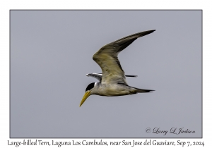 Large-billed Tern