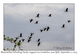 Black-bellied Whistling-Ducks