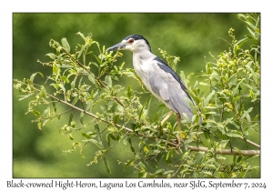 Black-crowned Night-Heron