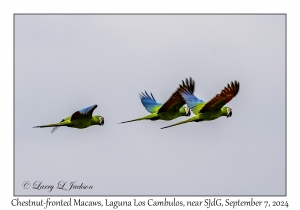 Chestnut-fronted Macaws