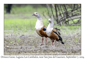 Orinoco Geese