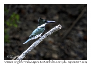 Amazon Kingfisher male