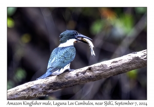 Amazon Kingfisher male