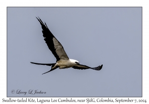 Swallow-tailed Kite