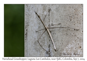 Horsehead Grasshopper