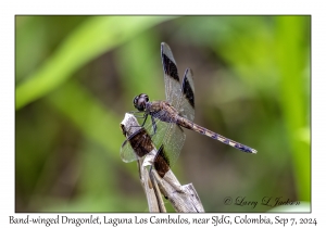 Band-winged Dragonlet