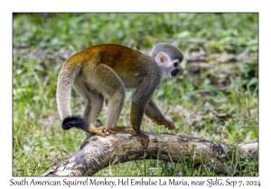 South American Squirrel Monkey