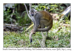 South American Squirrel Monkey