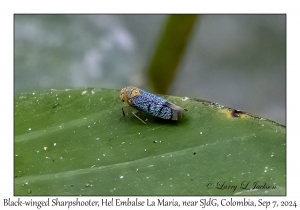 Black-winged Sharpshooter