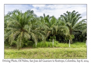 Oil Palms