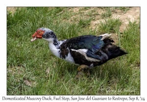 Domesticated Muscovy Duck