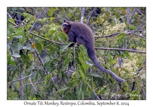 Ornate Titi Monkey