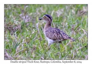 Double-striped Thick-Knee