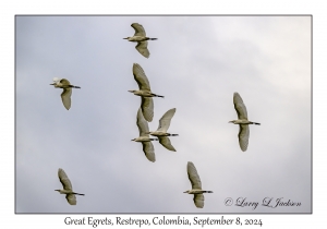 Great Egrets