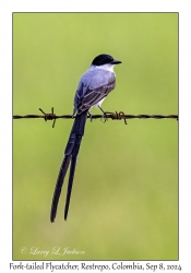 Fork-tailed Flycatcher