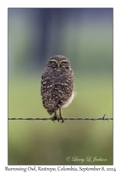 Burrowing Owl