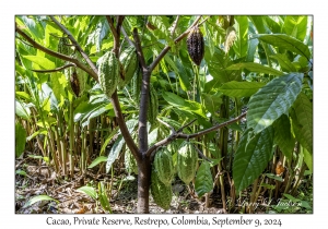 Cacao Pods