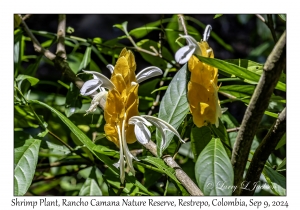 Shrimp Plant