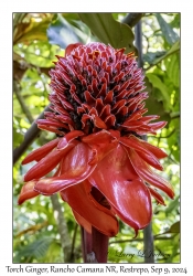 Torch Ginger