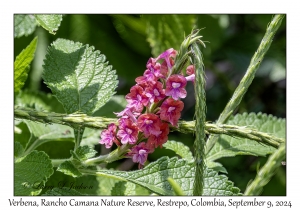 Verbena