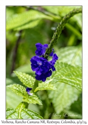 Verbena