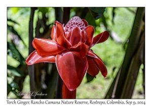 Torch Ginger