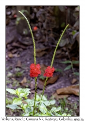 Verbena