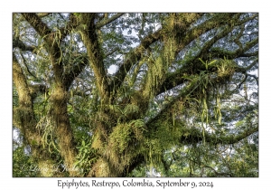 Epiphytes