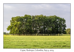 Copse