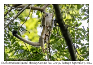 South American Squirrel Monkey