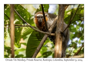 Ornate Titi Monkey