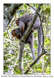 Ornate Titi Monkeys