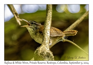 Rufous & White Wren