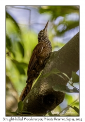 Straight-billed Woodcreeper