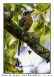 Amazonian Motmot