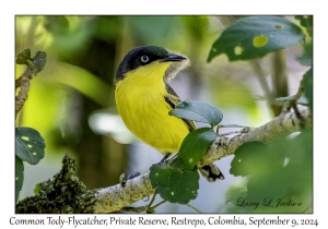 Common Tody-Flycatcher