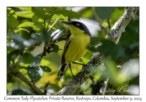 Common Tody-Flycatcher