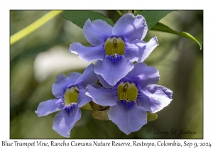 Blue Trumpet Vine flowers