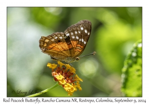 Red Peacock Butterfly