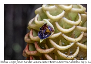 Beehive Ginger flower