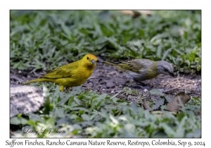 Saffron Finches