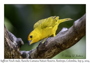 Saffron Finch male