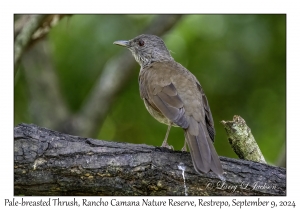 Pale-breasted Thrush