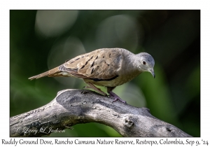 Ruddy Ground Dove